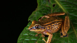 Descubren tres nuevas especies de rana en Perú