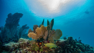 Alta temperatura del oc&eacute;ano provoca un desastre medioambiental en el sur de Florida