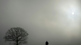Sturz durch herausragenden Ast: Landgericht Magdeburg weist Klage von Radfahrer ab