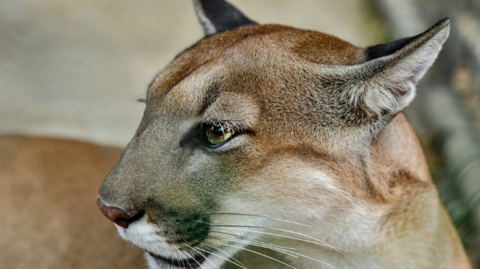 Polizei setzt Suche nach m&ouml;glichem Puma nahe M&uuml;nchen fort