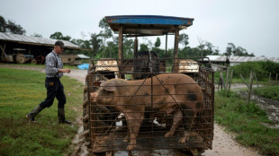 Flechas contra tractores: expansión menonita aviva pugna en Amazonía peruana 