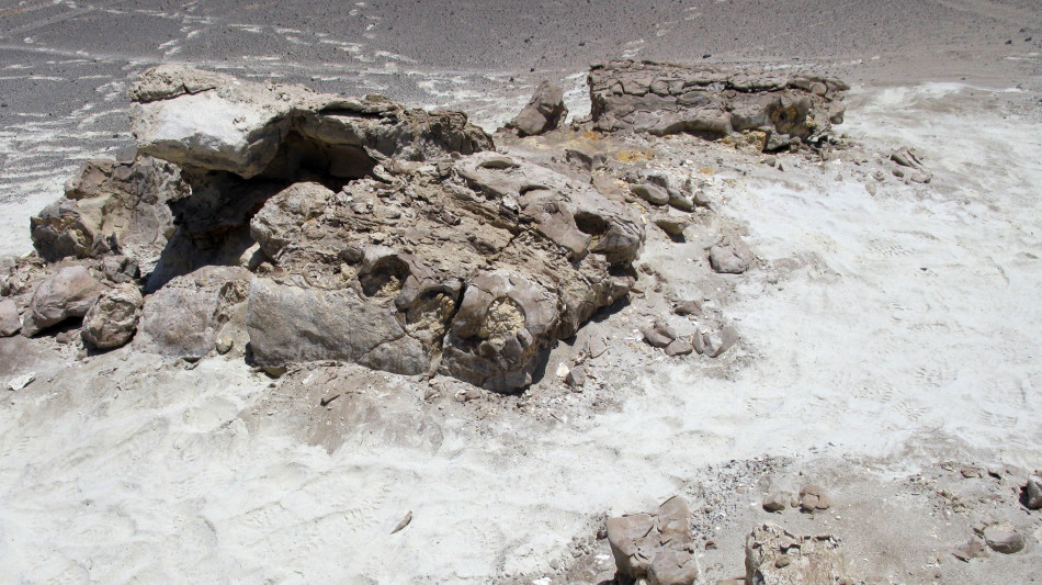 Scoperto sulle Ande uno dei dinosauri pi&ugrave; antichi al mondo