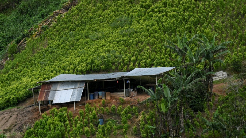 Mercado mundial de cocaína bate novo recorde com aumento do cultivo na Colômbia, diz ONU