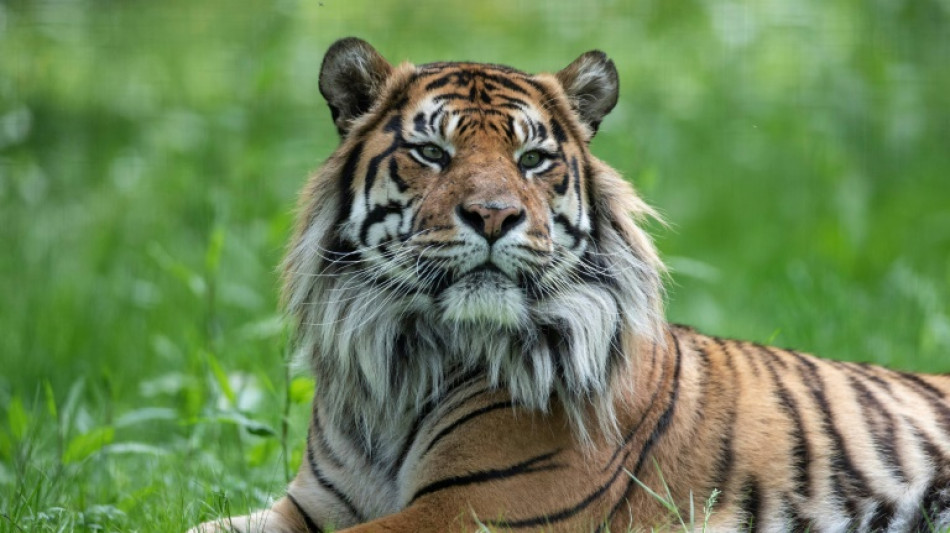 Heidelberger Zoo: 16 Jahre alter Sumatratiger Tebo eingeschl&auml;fert