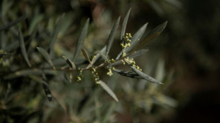 Preocupaci&oacute;n en Espa&ntilde;a ante la escalada del precio del aceite de oliva