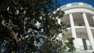 Un centenario y enfermizo &aacute;rbol de la Casa Blanca ser&aacute; removido, seg&uacute;n Trump
