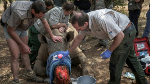 Dehorning of S.African rhinos slashed poaching: study