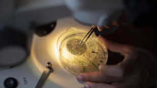 Pronta la prima mappa completa dei nervi nel corpo, &egrave; di un topo