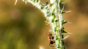 La "fourmi &eacute;lectrique", une esp&egrave;ce envahissante dangereuse, d&eacute;tect&eacute;e pour la premi&egrave;re fois en France
