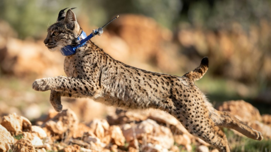 Le nombre de lynx ib&eacute;riques, une esp&egrave;ce menac&eacute;e, a doubl&eacute; en trois ans 