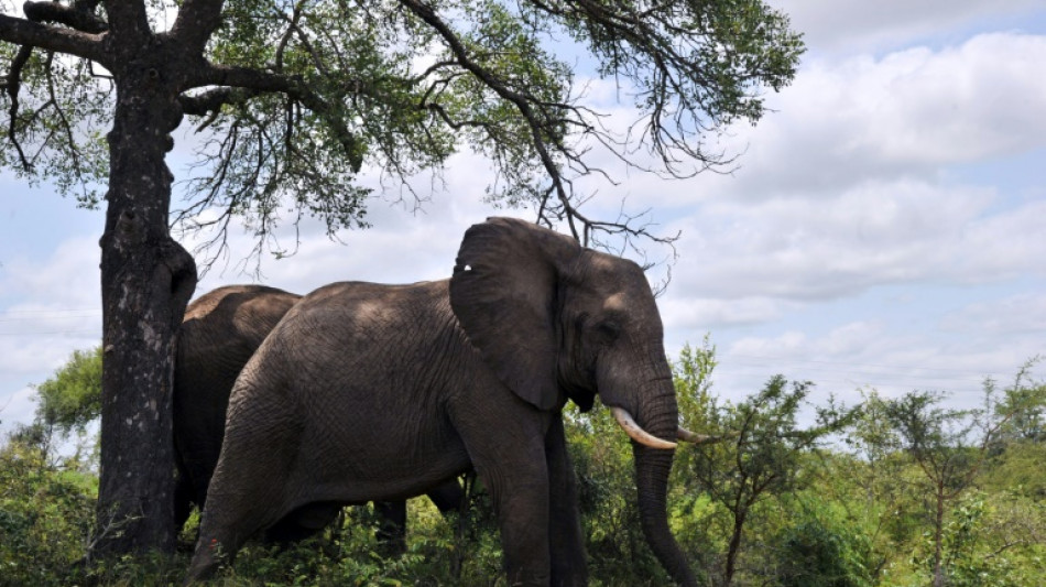 Elefante mata turista no Parque Kruger