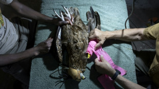 Au Kenya, l'opini&acirc;tre travail de sauvegarde des rapaces, menac&eacute;s d'extinction