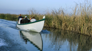 En Irak, un v&eacute;t&eacute;rinaire vogue au secours des buffles des marais
