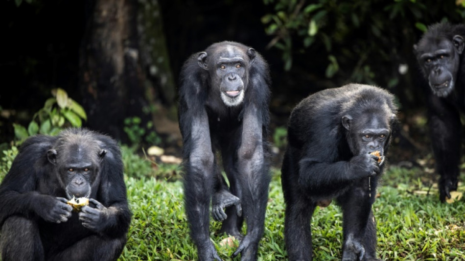 Retraite aux petits soins pour chimpanz&eacute;s de laboratoire au Liberia