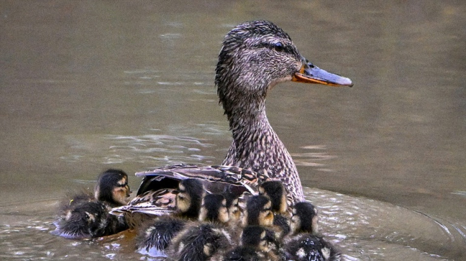 Polizisten retten in Baden-Württemberg Entenfamilie von Straße und Gleis