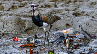 Manglares de Panam&aacute;, un amenazado "resort" para las aves migratorias de Am&eacute;rica