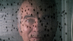 Moustiques anti-dengue: une avanc&eacute;e mais pas la panac&eacute;e au Br&eacute;sil