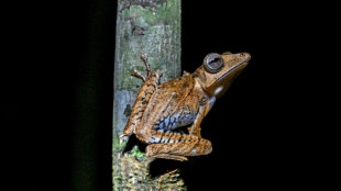 'Frogging' takes off in Borneo's jungle