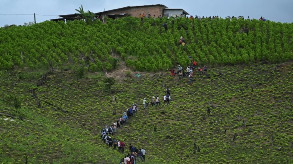 El ca&ntilde;&oacute;n de la coca, tal&oacute;n de Aquiles del proyecto de paz en Colombia