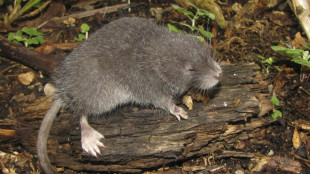 P&eacute;rou : une nouvelle esp&egrave;ce de rongeur semi-aquatique d&eacute;couverte au Machu Picchu