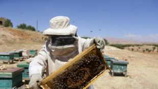 En Syrie, le changement climatique &eacute;puise les apiculteurs