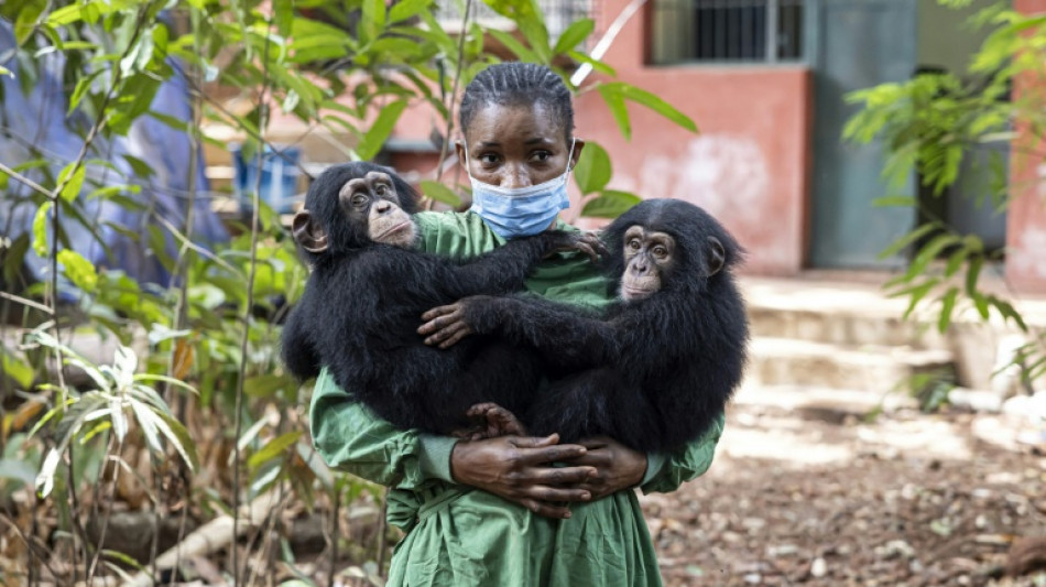 En Sierra Leone, un sanctuaire pour les chimpanzés menacé par l'alarmante déforestation