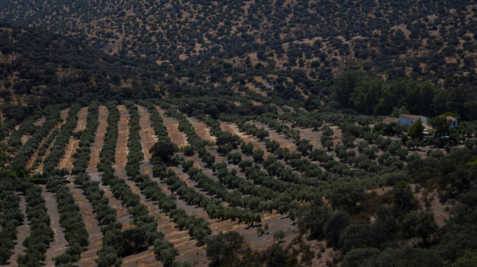 La UE aprueba los planes agr&iacute;colas estrat&eacute;gicos de siete pa&iacute;ses, incluidos Espa&ntilde;a y Portugal