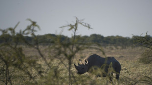 Namibie: 28 rhinoc&eacute;ros braconn&eacute;s depuis janvier, chiffre alarmant