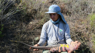 Cient&iacute;ficos hallan por primera vez cr&iacute;as de iguana rosada en Gal&aacute;pagos