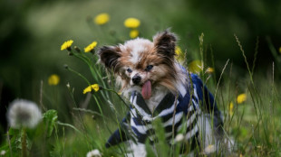 Cachorro 'mais velho do mundo' morre aos 30 anos