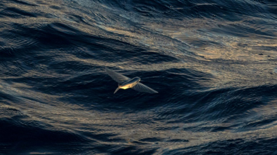 Critical negotiations on deep sea mining kick off in Jamaica