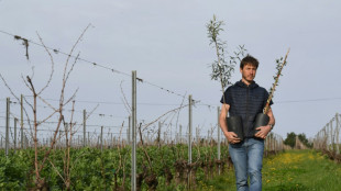 Des oliviers dans les vignes du Bordelais, r&eacute;ponse &agrave; la surproduction ?