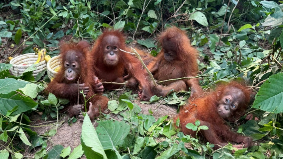 Des b&eacute;b&eacute;s orangs-outans sympt&ocirc;mes du bond du trafic d'animaux en Inde