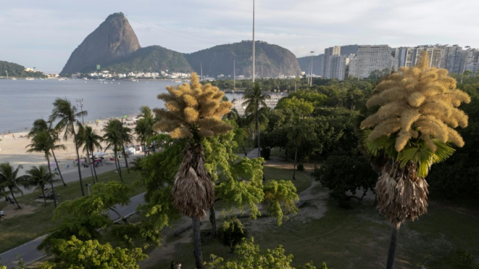 A Rio de Janeiro, des palmiers fleurissent pour la premi&egrave;re fois avant de mourir