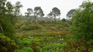 En Irlande, mieux localiser les tourbières pour aider à réduire les émissions de CO2