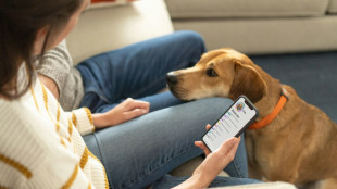 Aux Etats-Unis, m&ecirc;me les chiens ont leur test ADN