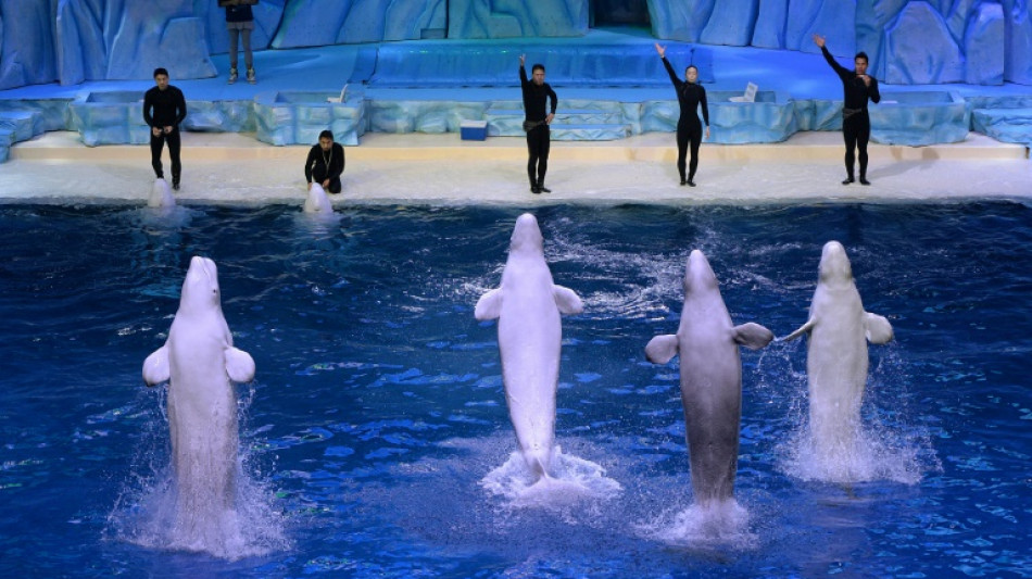 Canad&aacute; bloquea exportaci&oacute;n de ballenas beluga a China